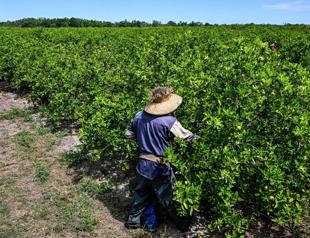 Florida’s orange groves buffeted by hurricane, disease