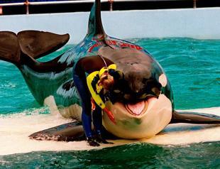 Returning orca Lolita to Northwest is risky