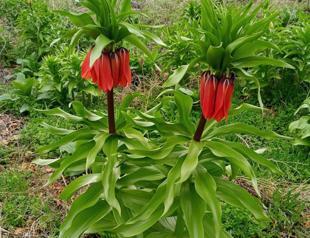 Inverted tulips bloom, fine imposed for plucking