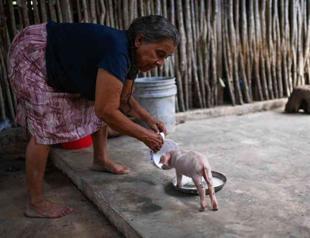 In Mexican jungle, scientists prepare for future pandemics