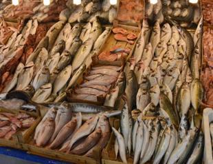 Fish species decline rapidly in Marmara