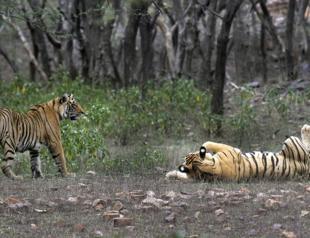 India’s tiger population rises above 3,000