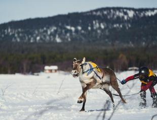 Reindeer racing king crowned in Arctic tournament