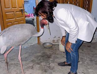 Indian man asks zoo for feathered friend’s release