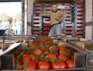 Fruit, vegetable exports rise 26 percent