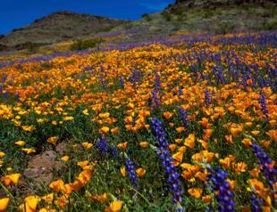 California bursts into ‘super bloom’ after wet winter