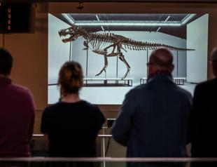 T rex skeleton sells for more than $5 mln at auction