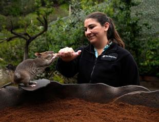Rat ambassadors show off abilities to help