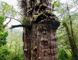 Worlds oldest tree able to reveal planets secrets