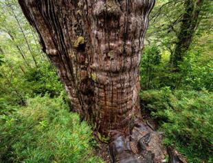 World’s ‘oldest’ tree able to reveal planet’s secrets