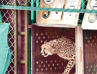 Second cheetah brought from Africa dies