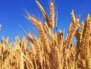 Türkiye imposes 130 pct tariff on some grain imports
