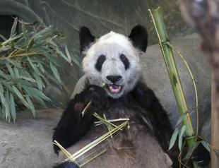 Baghdad Zoo Animals Suffer as Mercury Hits 50 Degrees