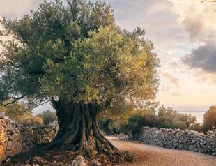 QR codes to be placed on cut-down trees