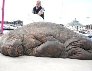 Sculpture of euthanized walrus Freya unveiled in Oslo fjord