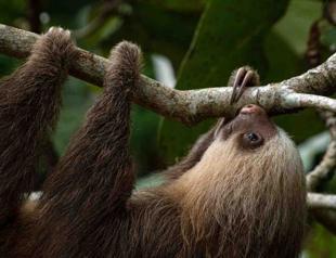 Costa Rican sloth antibiotics offer hope for human medicine