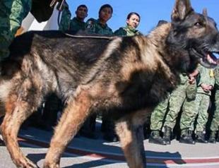 Mexican rescue dogs prepare for next emergency mission