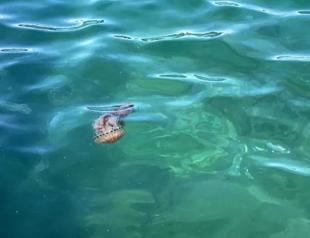 Poisonous jellyfish thriving in Dardanelles: Expert