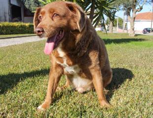 World’s oldest dog Bobi celebrates 31st birthday