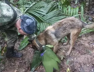 Colombia says four kids found alive in Amazon after plane crash