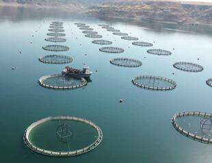 Türkiye ranks 2nd in salmon production in world