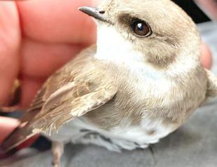Veterinarian heals injured migratory birds