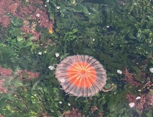 Poisonous jellyfish thriving in Marmara Sea as temperatures rise