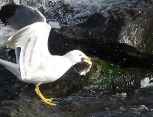 Gendarmerie units keep watch on endangered birds