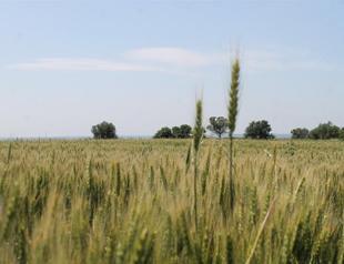 Plenty of rainfall turns drought map ‘green’