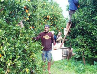 IFC investment to boost Turkish farmers access to finance