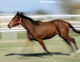 Turkish enterprise to sell purebred Arabian foals