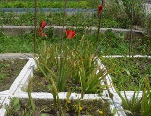 ‘Lost Tulip’ blooms once again in its homeland