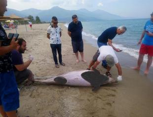 Two dead dolphins washed up on Türkiye’s beaches