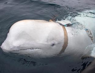 Russian spy whale surfaces in Sweden