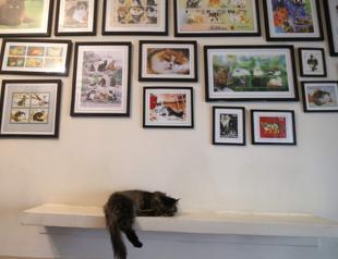 Purrfect for Persians: Tehrans meowseum