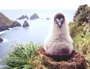 Australia to create marine park the size of Spain