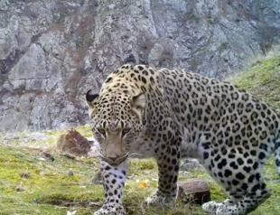 Endangered Anatolian leopard spotted once again in Türkiye