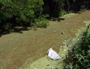 Irrigation canal turns green, emits awful smell