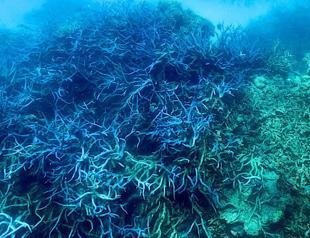 UNESCO hails Australian plan to protect Great Barrier Reef
