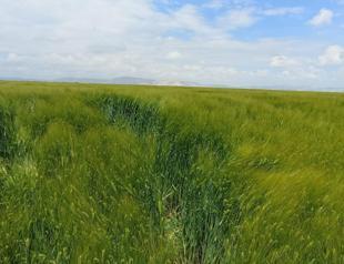 Producers want wheat, barley to be purchased more