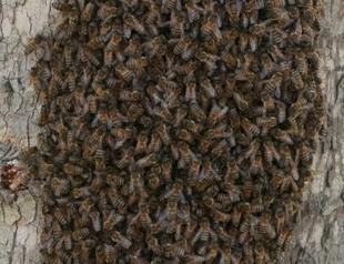 Bee infestation raises concerns in Istanbul