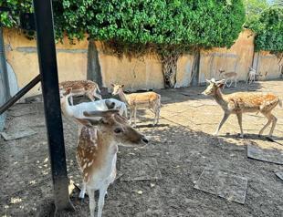 Man arrested for keeping deer, peacocks as pets