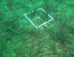 ‘Decline of seagrass in Dardanelles a threat to biodiversity’