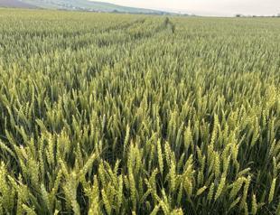 Heavy rainfall forces changes in grain harvest calendar