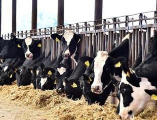 Milk and milk products productions slightly increases