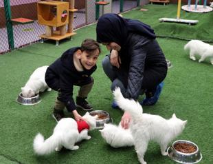 Van cats give boost to local tourism