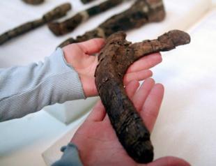 Remains of new species of duck-billed dinosaur found in Chile