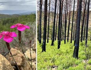 Charred forest cover of Marmaris rejuvenating itself