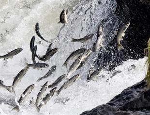 Pearl mullet poachers fined 1.2 mln liras