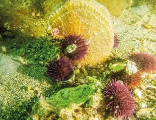 Pen shell population on the rise in Marmara Sea